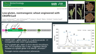  CRISPR/CAS9 + sgRNS (Alpha1 ill. 2) génkonstrukciók – 21
transzgénikus búza vonal (3 genotípusban)
 43-52 α-gliadin gén, ebből 13-35-öt sikerült elmutáltatni.
Max. 71%-os mutációs ráta T1-ben, a legjobban sikerült
vonalban az α-gliadin gének ¾-ét sikerült „elrontani”.
 Transzgén-mentes utódvonalakat jellemeztek.
 
