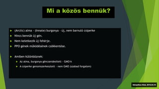 Mi a közös bennük?
 (Arctic) alma – (Innate) burgonya – új, nem barnuló csiperke
 Nincs bennük új gén.
 Nem keletkezik új fehérje.
 PPO gének működésének csökkentése.
 Amiben különböznek:
 Az alma, burgonya géncsendesített – GMO-k
 A csiperke genomszerkesztett – nem GMO (szabad forgalom)
Szkeptikus Klub, 2016.04.19
 