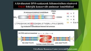 A kiválasztott DNS-szakaszok felismerésében résztvevő
TALE fehérjék konzervált aminosav ismétlődései
TALeffector Resources Center (www.taleffectors.com).
 
