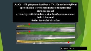 Az Os11N3 gén promóterében a TALEn technológiával
specifikusan létrehozott mutáció tünetmentes
rizsnövényeket
eredményezett (felső levelek) a Xanthomonas oryzae
baktériummal
történt fertőzést követően.
Li et al. 2012
 