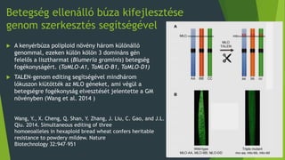 Betegség ellenálló búza kifejlesztése
genom szerkesztés segítségével
 A kenyérbúza poliploid növény három különálló
genommal, ezeken külön kölön 3 domináns gén
felelős a lisztharmat (Blumeria graminis) betegség
fogékonyságért. (TaMLO-A1, TaMLO-B1, TaMLO-D1)
 TALEN-genom editing segítségével mindhárom
lókuszon kiütötték az MLO géneket, ami végül a
betegségre fogékonyság elvesztését jelentette a GM
növényben (Wang et al. 2014 )
Wang, Y., X. Cheng, Q. Shan, Y. Zhang, J. Liu, C. Gao, and J.L.
Qiu. 2014. Simultaneous editing of three
homoeoalleles in hexaploid bread wheat confers heritable
resistance to powdery mildew. Nature
Biotechnology 32:947–951
 
