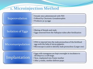 1. Microinjection Method
• Female mice administered with FSH
• Follwed by Chorionic Gonadotrophin
• Produces 30-35 eggs
Superovulation
• Mating of female and male
• Eggs removed from the Fallopian tubes after fertilizationIsolation of Eggs
• DNA is injected into the male pronucleus of the fertilized
egg woth the help of micrp pippette.
• Microscope is used to identify male pronucleus (Larger one)
Micromanipulation
• Eggs with transgenes are kept overnight in incubator to
develop to a 2-cell stage.
• Next, implanted into Foster mother
• After 3 weeks, mother delivers pups.
Implantation
 