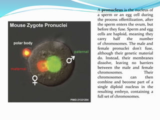 A pronucleus is the nucleus of
a sperm or an egg cell during
the process offertilization, after
the sperm enters the ovum, but
before they fuse. Sperm and egg
cells are haploid, meaning they
carry half the number
of chromosomes. The male and
female pronuclei don't fuse,
although their genetic material
do. Instead, their membranes
dissolve, leaving no barriers
between the male and female
chromosomes. Their
chromosomes can then
combine and become part of a
single diploid nucleus in the
resulting embryo, containing a
full set of chromosomes.
 