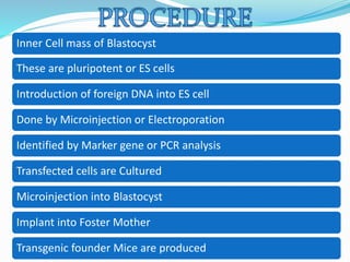Inner Cell mass of Blastocyst
These are pluripotent or ES cells
Introduction of foreign DNA into ES cell
Done by Microinjection or Electroporation
Identified by Marker gene or PCR analysis
Transfected cells are Cultured
Microinjection into Blastocyst
Implant into Foster Mother
Transgenic founder Mice are produced
 