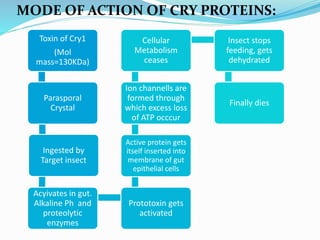 MODE OF ACTION OF CRY PROTEINS:
Toxin of Cry1
(Mol
mass=130KDa)
Parasporal
Crystal
Ingested by
Target insect
Acyivates in gut.
Alkaline Ph and
proteolytic
enzymes
Prototoxin gets
activated
Active protein gets
itself inserted into
membrane of gut
epithelial cells
Ion channells are
formed through
which excess loss
of ATP occcur
Cellular
Metabolism
ceases
Insect stops
feeding, gets
dehydrated
Finally dies
 
