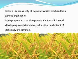 Golden rice is a variety of Oryza sativa rice produced from
genetic engineering
Main purpose is to provide pro-vitamin A to third world,
developing, countries where malnutrition and vitamin A
deficiency are common.
 