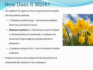 How Does It Work?
 The addition of 2 genes in the rice genome will complete
the biosynthetic pathway
 1. Phytoene synthase (psy) – derived from daffodils
(Narcissus pseudonarcissus)
 (Phytoene synthase is a transferase enzyme involved
in the biosynthesis of carotenoids. It catalyzes the
conversion of geranylgerany pyrophosphate to
phytoene.)
 2. Lycopene cyclase (crt1) – from soil bacteria Erwinia
uredovora
 Produces enzymes and catalysts for the biosynthesis of
carotenoids (β-carotene) in the endosperm
 