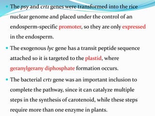  The psy and crt1 genes were transformed into the rice
nuclear genome and placed under the control of an
endosperm-specific promoter, so they are only expressed
in the endosperm.
 The exogenous lyc gene has a transit peptide sequence
attached so it is targeted to the plastid, where
geranylgerany diphosphate formation occurs.
 The bacterial crt1 gene was an important inclusion to
complete the pathway, since it can catalyze multiple
steps in the synthesis of carotenoid, while these steps
require more than one enzyme in plants.
 