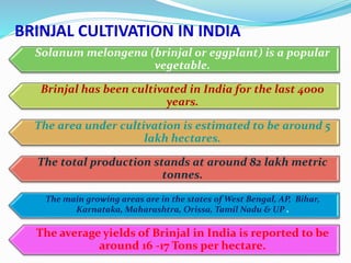 BRINJAL CULTIVATION IN INDIA
Solanum melongena (brinjal or eggplant) is a popular
vegetable.
Brinjal has been cultivated in India for the last 4000
years.
The area under cultivation is estimated to be around 5
lakh hectares.
The total production stands at around 82 lakh metric
tonnes.
The main growing areas are in the states of West Bengal, AP, Bihar,
Karnataka, Maharashtra, Orissa, Tamil Nadu & UP .
The average yields of Brinjal in India is reported to be
around 16 -17 Tons per hectare.
 