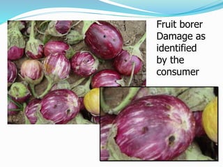 Fruit borer
Damage as
identified
by the
consumer
 