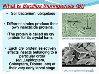 What is Bacillus thuringiensis (Bt)
TMM
Bt
cottonEM view of a purified inclusion body
EM view of Bt with spores and crystals
Endospore
Crystal
• Soil bacterium; ubiquitous
• Different strains produce their
own insecticide proteins.
•The protein is called as cry
protein for its crystal form.
• Each cry protein selectively
affects insects belonging to a
particular order
(eg.,Lepidoptera,
Coleoptera, Diptera, etc) at
their very early larval stage
 