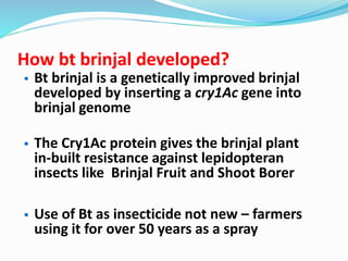 How bt brinjal developed?
 Bt brinjal is a genetically improved brinjal
developed by inserting a cry1Ac gene into
brinjal genome
 The Cry1Ac protein gives the brinjal plant
in-built resistance against lepidopteran
insects like Brinjal Fruit and Shoot Borer
 Use of Bt as insecticide not new – farmers
using it for over 50 years as a spray
 