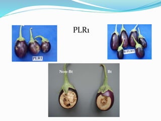 PLR1
Non-Bt Bt
 