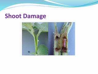 Shoot Damage
Non BtBt
 