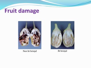 Fruit damage
Non bt brinjal Bt brinjal
 