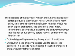 The underside of the leaves of African and American species of
cotton produce a sticky-sweet nectar which attracts many
pests, chief among them the bollworm (the boll weevil has
been largely eradicated), the larvae of a small moth,
Pectinophora gossypiella. Bollworms and budworms burrow
into the boll or bud shortly before harvest and feed on the
fibers or lint
 Cotton is typically grown using heavy levels of pesticides
 Endosulfan is the primary pesticide used to control the
bollworm. It is toxic to human beings if touched or ingested
and particularly lethal to children
 