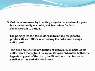 Bt Cotton is produced by inserting a synthetic version of a gene
from the naturally occurring soil bacterium Bacillus
thuringiensis, into cotton.
The primary reason this is done is to induce the plant to
produce its own Bt toxin to destroy the bollworm, a major
cotton pest.
The gene causes the production of Bt toxin in all parts of the
cotton plant throughout its entire life span. When the bollworm
ingests any part of the plant, the Bt cotton toxin pierces its
small intestine and kills the insect.
 