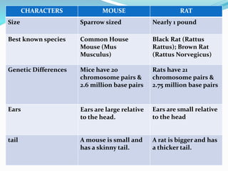 CHARACTERS MOUSE RAT
Size Sparrow sized Nearly 1 pound
Best known species Common House
Mouse (Mus
Musculus)
Black Rat (Rattus
Rattus); Brown Rat
(Rattus Norvegicus)
Genetic Differences Mice have 20
chromosome pairs &
2.6 million base pairs
Rats have 21
chromosome pairs &
2.75 million base pairs
Ears Ears are large relative
to the head.
Ears are small relative
to the head
tail A mouse is small and
has a skinny tail.
A rat is bigger and has
a thicker tail.
 