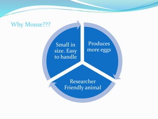 Produces
more eggs
Researcher
Friendly animal
Small in
size. Easy
to handle
Why Mouse???
 