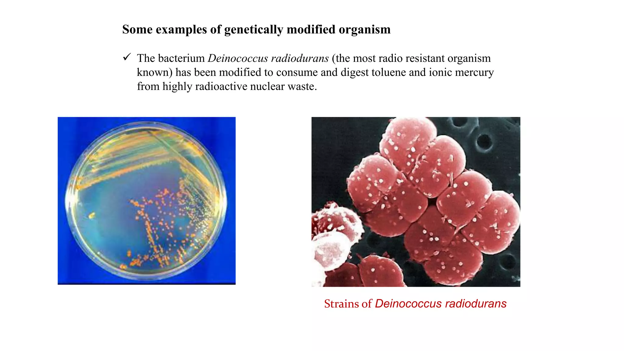 Some examples of genetically modified organism
 The bacterium Deinococcus radiodurans (the most radio resistant organism
known) has been modified to consume and digest toluene and ionic mercury
from highly radioactive nuclear waste.
Strains of Deinococcus radiodurans
 