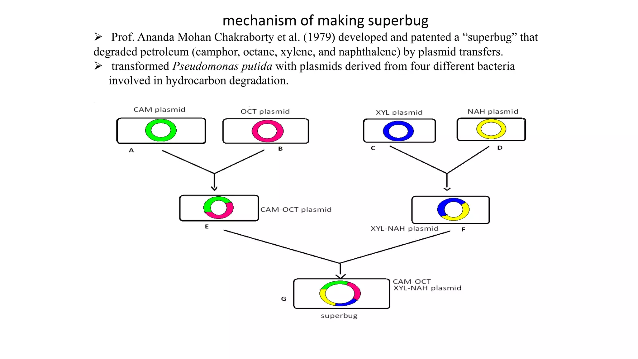mechanism of making superbug
 Prof. Ananda Mohan Chakraborty et al. (1979) developed and patented a “superbug” that
degraded petroleum (camphor, octane, xylene, and naphthalene) by plasmid transfers.
 transformed Pseudomonas putida with plasmids derived from four different bacteria
involved in hydrocarbon degradation.
 