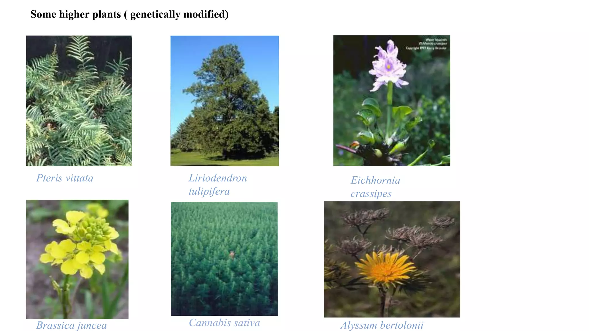 Pteris vittata Liriodendron
tulipifera
Eichhornia
crassipes
Brassica juncea Cannabis sativa Alyssum bertolonii
Some higher plants ( genetically modified)
 
