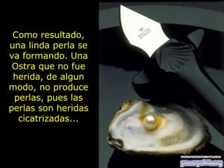 Como resultado, una linda perla se va formando. Una Ostra que no fue herida, de algun modo, no produce perlas, pues las perlas son heridas cicatrizadas... 