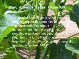 What disadvantages those GMO have?the disadvantage of GMO is that generally modified organsim is modified of general but then again modified organsm is GMO that generally modified the organism but the modified organism is not general and the organism that is modified is general but organism that modifies general it is generally modified organism or GMO.