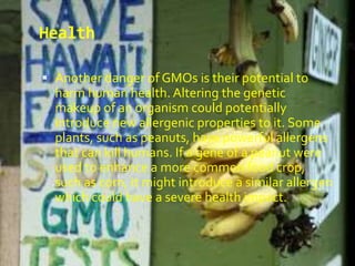 HealthAnother danger of GMOs is their potential to harm human health. Altering the genetic makeup of an organism could potentially introduce new allergenic properties to it. Some plants, such as peanuts, have powerful allergens that can kill humans. If a gene of a peanut were used to enhance a more common food crop, such as corn, it might introduce a similar allergen which could have a severe health impact. 