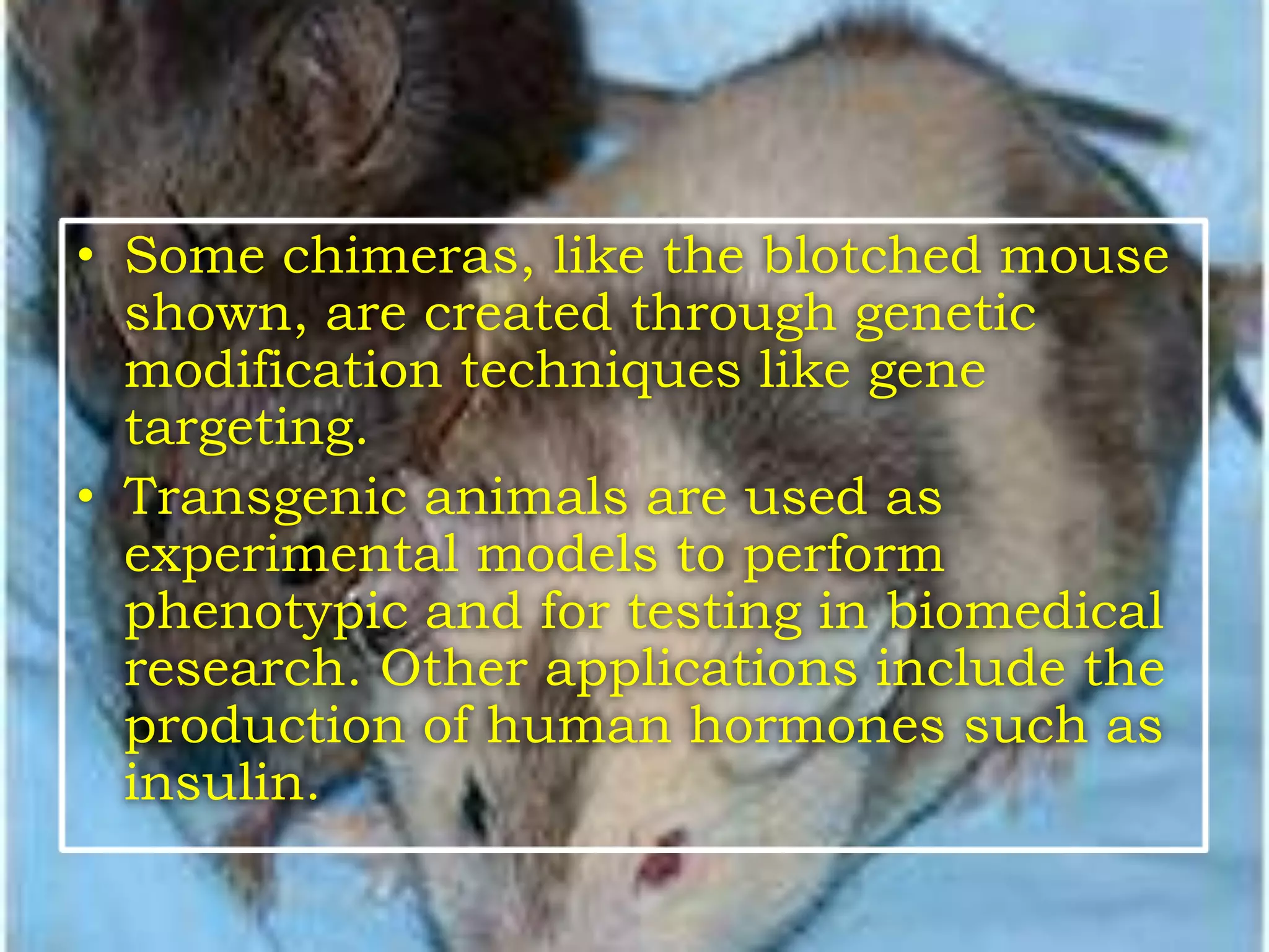 Some chimeras, like the blotched mouse shown, are created through genetic modification techniques like gene targeting.Transgenic animals are used as experimental models to perform phenotypic and for testing in biomedical research. Other applications include the production of human hormones such as insulin.