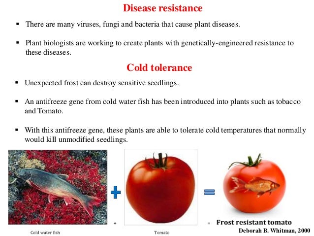 Nithin S A Genetically Modified Food