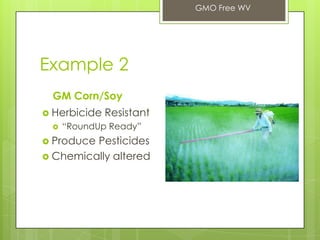 Example 2
GM Corn/Soy
 Herbicide Resistant
 “RoundUp Ready”
 Produce Pesticides
 Chemically altered
GMO Free WV
 