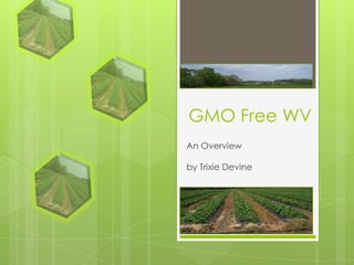 GMO Free WV
An Overview
by Trixie Devine
 
