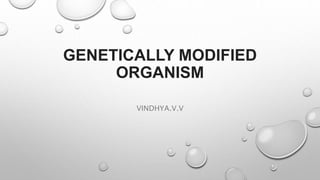 GENETICALLY MODIFIED
ORGANISM
VINDHYA.V.V
 