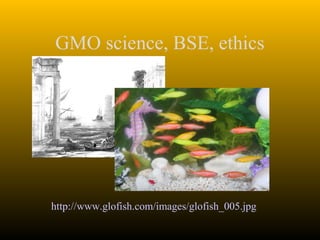 GMO science, BSE, ethics




http://www.glofish.com/images/glofish_005.jpg
 