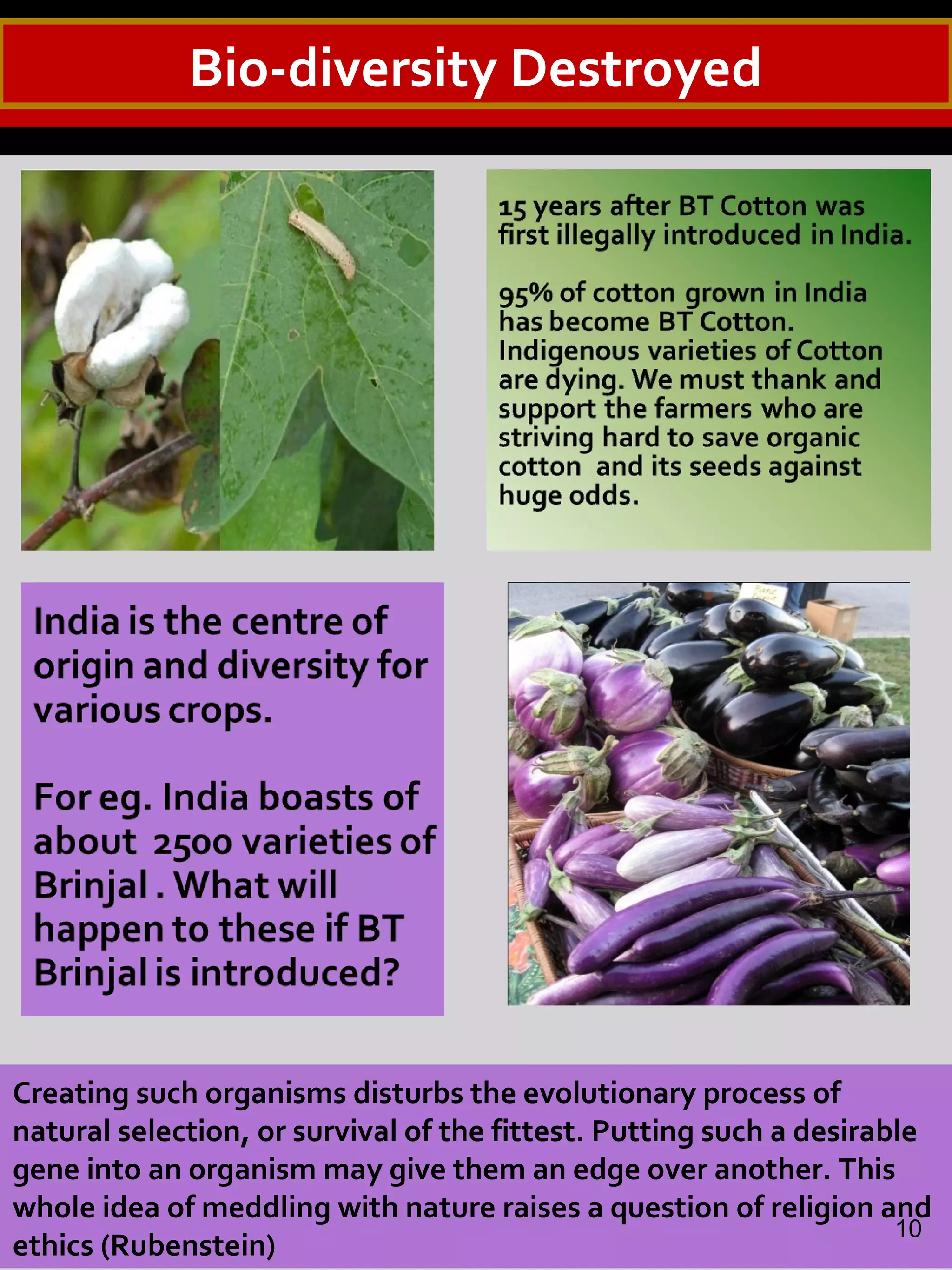 Bio-diversity Destroyed
Creating such organisms disturbs the evolutionary process of
natural selection, or survival of the fittest. Putting such a desirable
gene into an organism may give them an edge over another. This
whole idea of meddling with nature raises a question of religion and
ethics (Rubenstein)
10
 