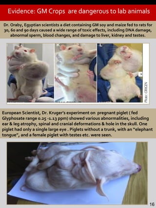 Evidence: GM Crops are dangerous to lab animals
Dr. Oraby, Egyptian scientists a diet containing GM soy and maize fed to rats for
30, 60 and 90 days caused a wide range of toxic effects, including DNA damage,
abnormal sperm, blood changes, and damage to liver, kidney and testes.
European Scientist, Dr. Kruger’s experiment on pregnant piglet ( fed
Glyphosate range 0.25 -1.13 ppm) showed various abnormalities, including
ear & leg atrophy, spinal and cranial deformations & hole in the skull. One
piglet had only a single large eye . Piglets without a trunk, with an “elephant
tongue”, and a female piglet with testes etc. were seen.
16
 
