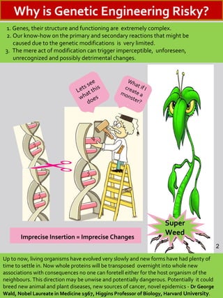 1. Genes, their structure and functioning are extremely complex.
2. Our know-how on the primary and secondary reactions that might be
caused due to the genetic modifications is very limited.
3. The mere act of modification can trigger imperceptible, unforeseen,
unrecognized and possibly detrimental changes.
Imprecise Insertion = Imprecise Changes
Super
Weed
Lets see
what this
does.
What if Icreate amonster?.
Up to now, living organisms have evolved very slowly and new forms have had plenty of
time to settle in. Now whole proteins will be transposed overnight into whole new
associations with consequences no one can foretell either for the host organism of the
neighbours. This direction may be unwise and potentially dangerous. Potentially it could
breed new animal and plant diseases, new sources of cancer, novel epidemics - Dr George
Wald, Nobel Laureate in Medicine 1967, Higgins Professor of Biology, Harvard University.
2
Why is Genetic Engineering Risky?
 
