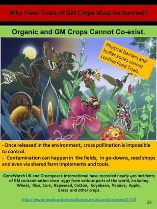Organic and GM Crops Cannot Co-exist.
Why Field Trials of GM Crops Must be Banned?
Physical barriers and
buffer zones cannot
confine Field Trials.
28
 