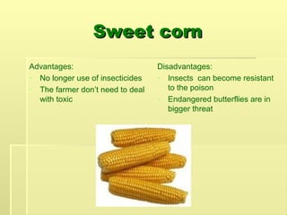 Sweet corn
Sweet corn
Advantages:
- No longer use of insecticides
- The farmer don’t need to deal
with toxic
Disadvantages:
- Insects can become resistant
to the poison
- Endangered butterflies are in
bigger threat
 