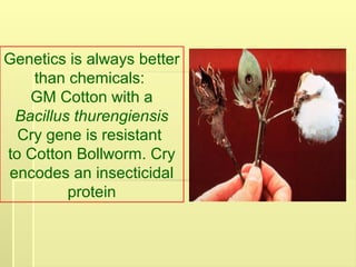 Genetics is always better
than chemicals:
GM Cotton with a
Bacillus thurengiensis
Cry gene is resistant
to Cotton Bollworm. Cry
encodes an insecticidal
protein
 