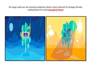 On large scale we are trying to engineer plants more relevant to change climate
making them to resist drought & flood
 