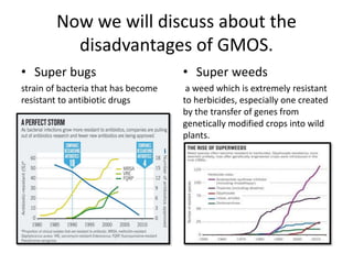Now we will discuss about the
disadvantages of GMOS.
• Super bugs
strain of bacteria that has become
resistant to antibiotic drugs
• Super weeds
a weed which is extremely resistant
to herbicides, especially one created
by the transfer of genes from
genetically modified crops into wild
plants.
 
