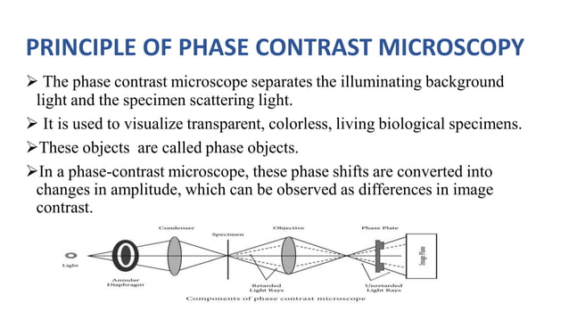 phase contrast microscope in general MB. | PDF