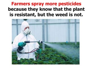 Farmers spray more pesticides because they know that the plant is resistant, but the weed is not. 