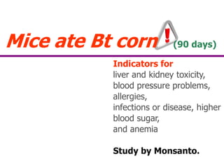 Mice ate Bt corn   (90 days)Indicatorsforliver and kidney toxicity,blood pressure problems, allergies,infections or disease, higher blood sugar,and anemiaStudy by Monsanto.