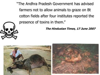  “The Andhra Pradesh Government has advised farmers not to allow animals to graze on Bt cotton fields after four institutes reported the presence of toxins in them.”The Hindustan Times, 17 June 2007