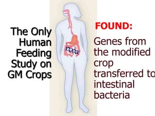 FOUND:The Only Human Feeding Study on GM CropsGenes from the modified crop transferred to intestinal bacteria