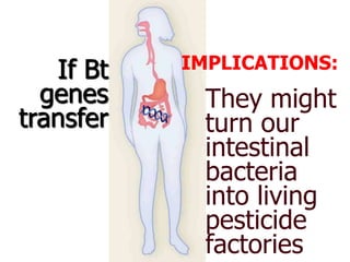 IMPLICATIONS:If Bt genes transfer They might turn our intestinal bacteria into living pesticide factories