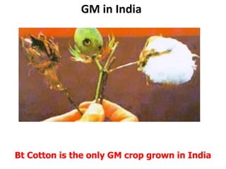 GM in IndiaBt Cotton is the only GM crop grown in India